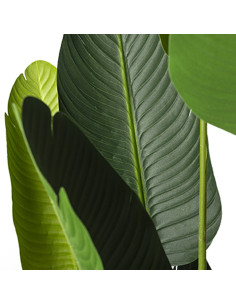 Hoja de Plátano Artificial 150cm - Decoración Natural 2