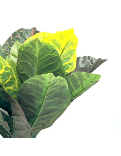 Planta artificial Crotón 35cm 2