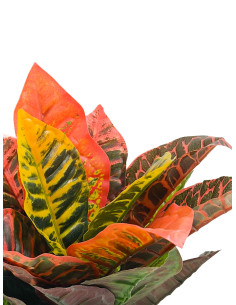 Planta artificial Crotón variegado 35cm 2