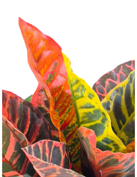 Planta artificial Crotón variegado 35cm