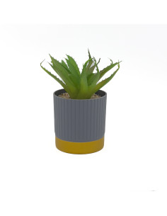 Suculenta base gold ribbon 16cm 2