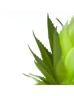 Suculenta base Michelin 18cm 2