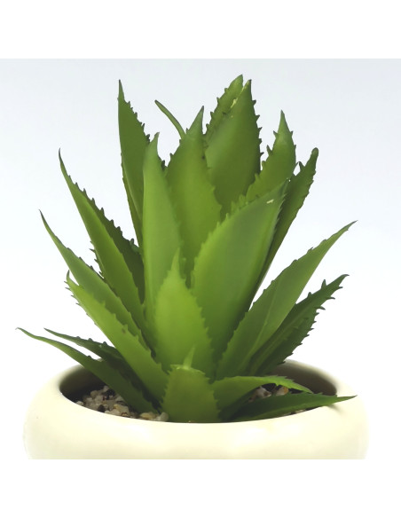 Suculenta base Michelin 18cm