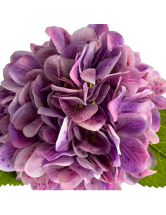 Compra Flor hortensia artificial morada 65cm en DKO Home. Diseño decorativo, moderno y funcional para tu hogar. ¡Envío rápido di