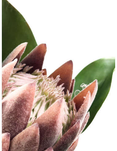 Flor Protea Artificial M Morada - Decoración de Interiores