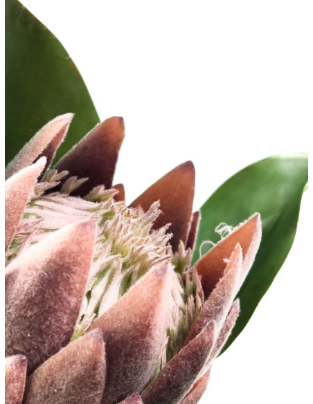 Compra Flor protea artificial M morada en DKO Home. Diseño decorativo, moderno y funcional para tu hogar. ¡Envío rápido disponib