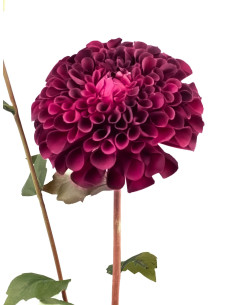 Compra Dalia artificial morada en DKO Home. Diseño decorativo, moderno y funcional para tu hogar. ¡Envío rápido disponible!