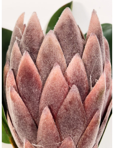 Flor Protea Artificial M Morada - Decoración de Interiores