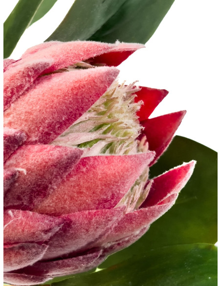 Compra Flor protea artificial M rosada en DKO Home. Diseño decorativo, moderno y funcional para tu hogar. ¡Envío rápido disponib