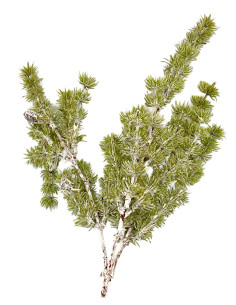 Compra Rama Pino artificial en DKO Home. Diseño decorativo, moderno y funcional para tu hogar. ¡Envío rápido disponible!