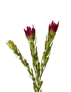 Compra Flor protea artificial roja en DKO Home. Diseño decorativo, moderno y funcional para tu hogar. ¡Envío rápido disponible!