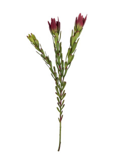 Compra Flor protea artificial roja en DKO Home. Diseño decorativo, moderno y funcional para tu hogar. ¡Envío rápido disponible! 2