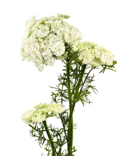 Compra Flor del obispo artificial blanco en DKO Home. Diseño decorativo, moderno y funcional para tu hogar. ¡Envío rápido dispon