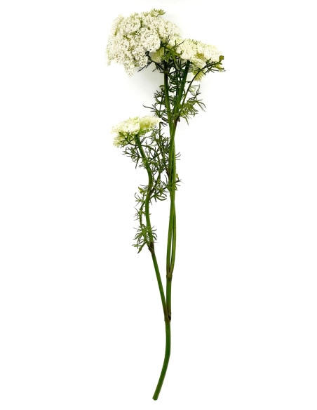 Compra Flor del obispo artificial blanco en DKO Home. Diseño decorativo, moderno y funcional para tu hogar. ¡Envío rápido dispon