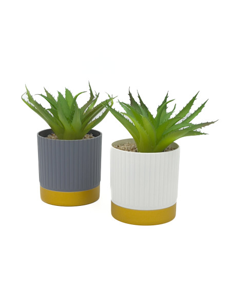 Compra Suculenta base gold ribbon 16cm en DKO Home. Diseño decorativo, moderno y funcional para tu hogar. ¡Envío rápido disponib