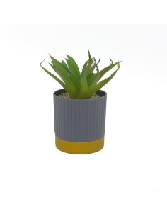 Compra Suculenta base gold ribbon 16cm en DKO Home. Diseño decorativo, moderno y funcional para tu hogar. ¡Envío rápido disponib