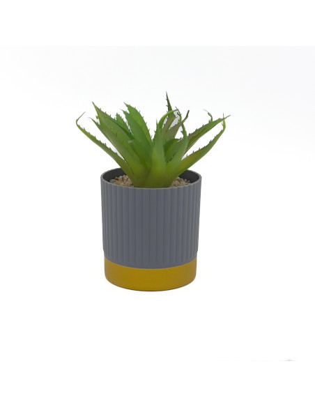 Compra Suculenta base gold ribbon 16cm en DKO Home. Diseño decorativo, moderno y funcional para tu hogar. ¡Envío rápido disponib
