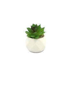 Compra Suculenta verde base prisma 8,5cm en DKO Home. Diseño decorativo, moderno y funcional para tu hogar. ¡Envío rápido dispon