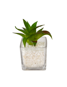 Compra Suculenta base vidrio 12cm en DKO Home. Diseño decorativo, moderno y funcional para tu hogar. ¡Envío rápido disponible!