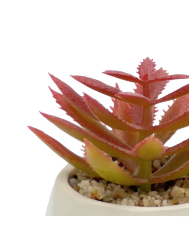 Suculenta Rosada Base Prisma 8,5 cm - Decoración Natural