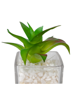 Compra Suculenta base vidrio 12cm en DKO Home. Diseño decorativo, moderno y funcional para tu hogar. ¡Envío rápido disponible! 2