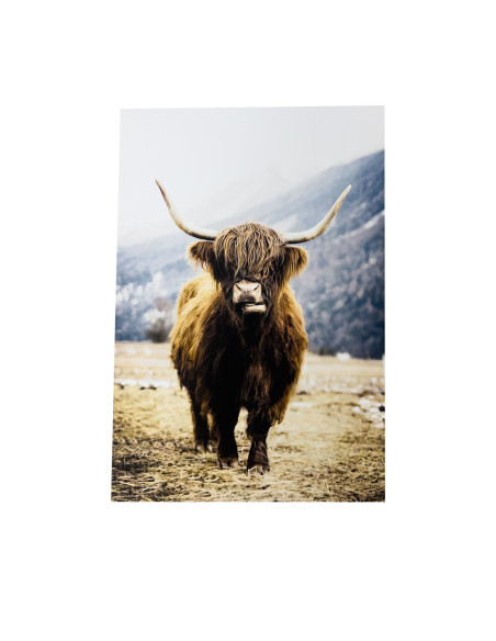 Canvas 70x100cm buey