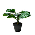 Planta artificial Calatea 36cm