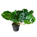 Planta artificial Monstera Adansonii 32cm