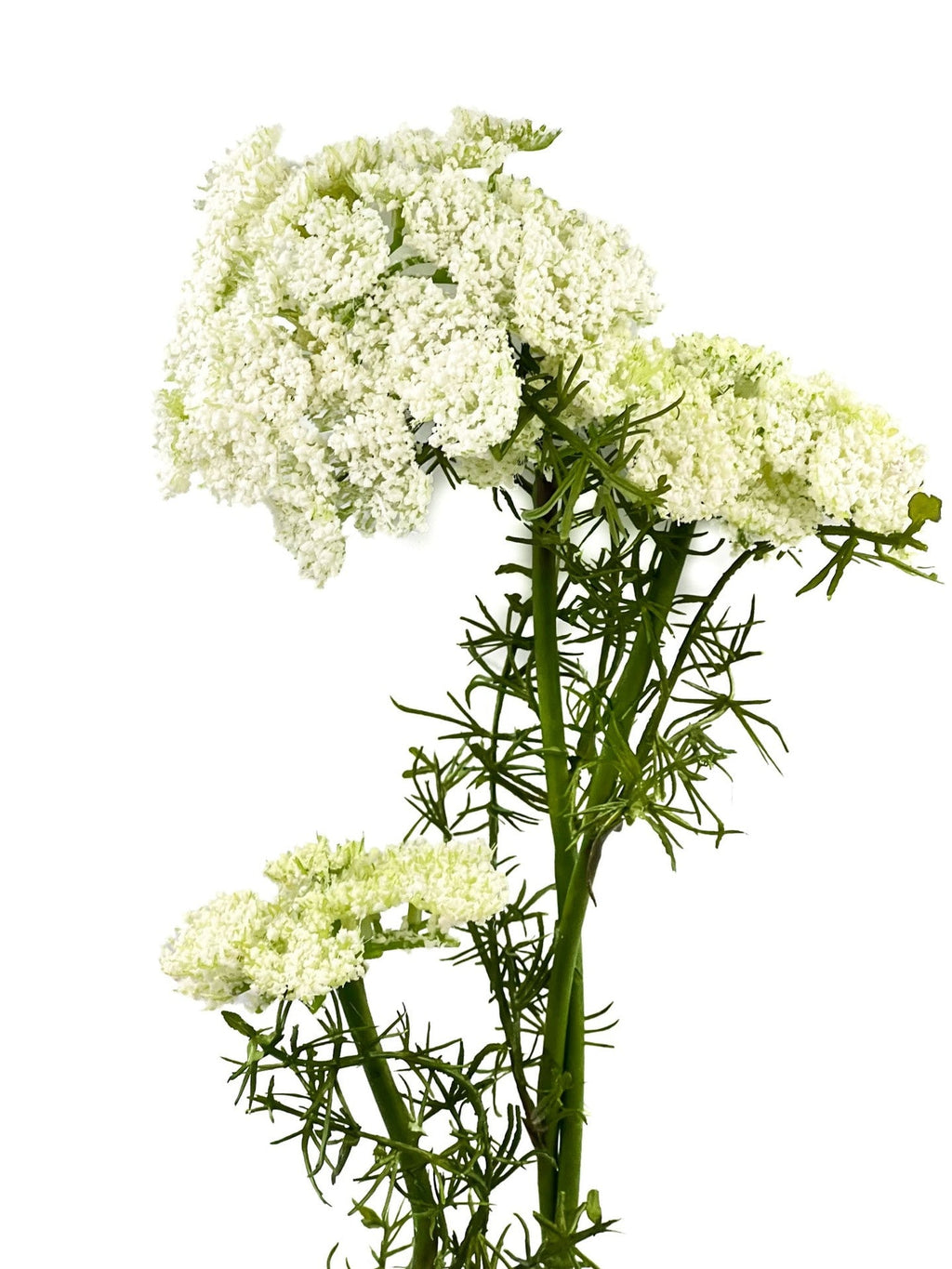 Flor del obispo artificial blanco