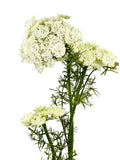 Flor del obispo artificial blanco