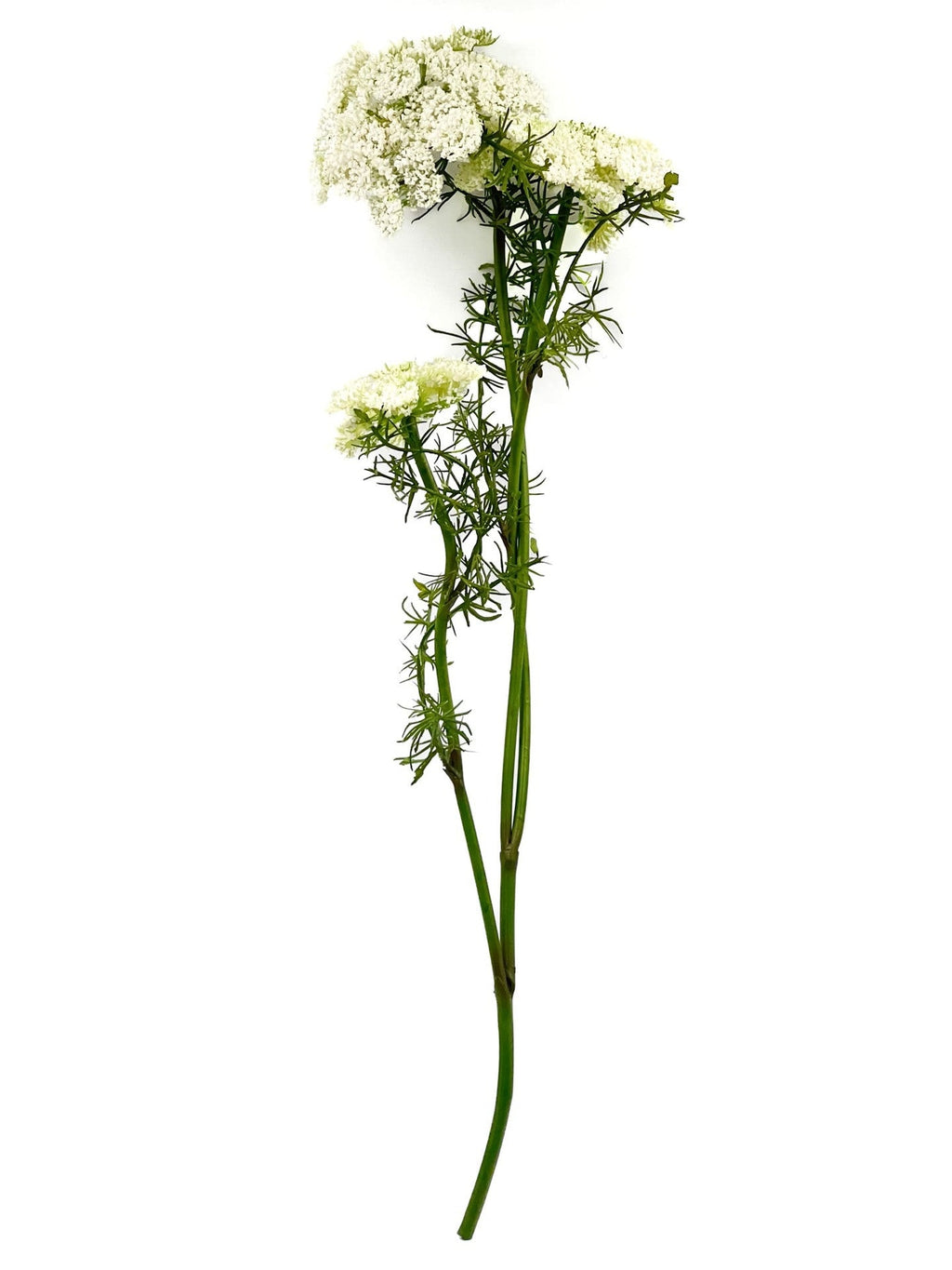 Flor del obispo artificial blanco