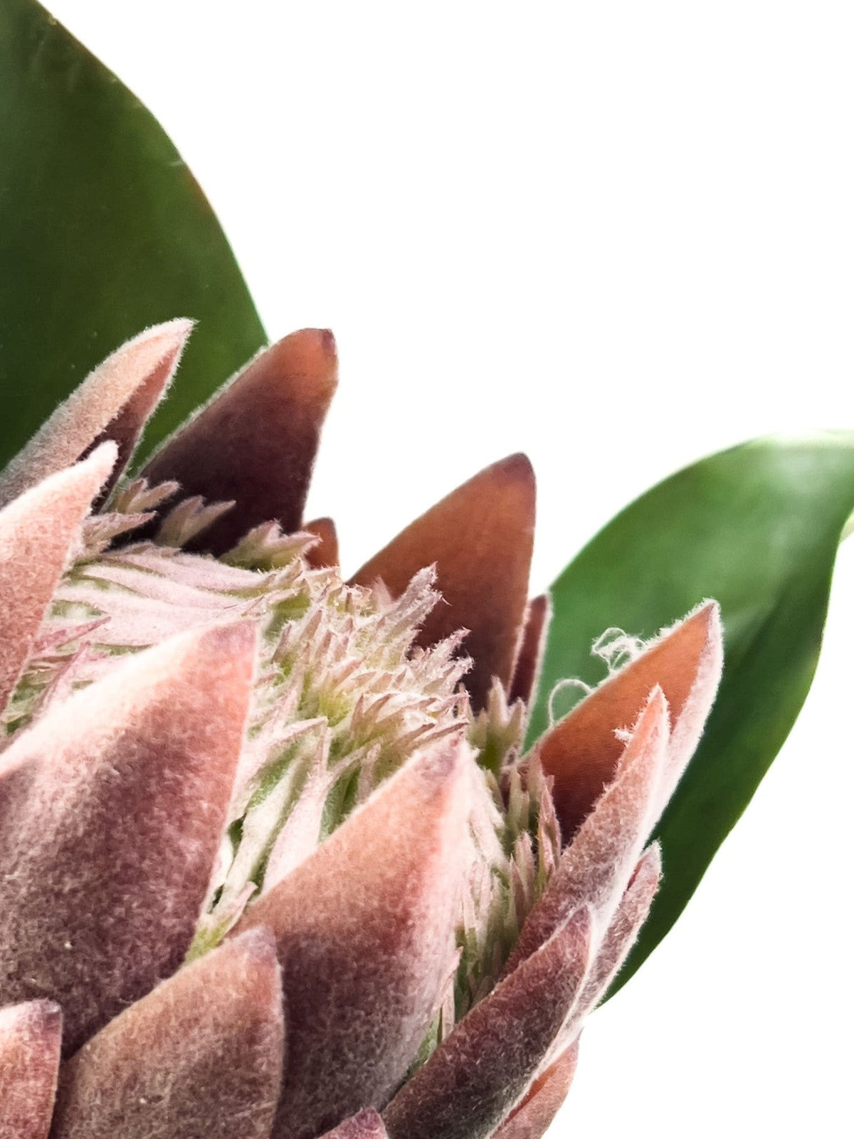 Flor protea artificial M morada