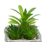 Suculenta mix base piedra 13,2cm