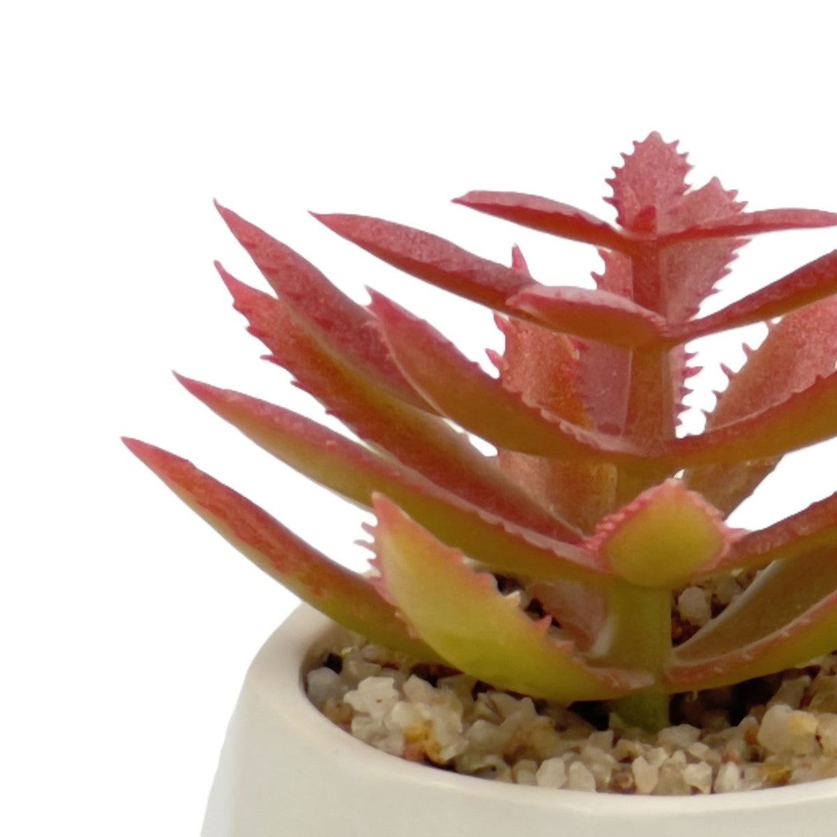 Suculenta rosada base prisma 8,5cm