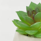 Suculenta verde base prisma 8,5cm